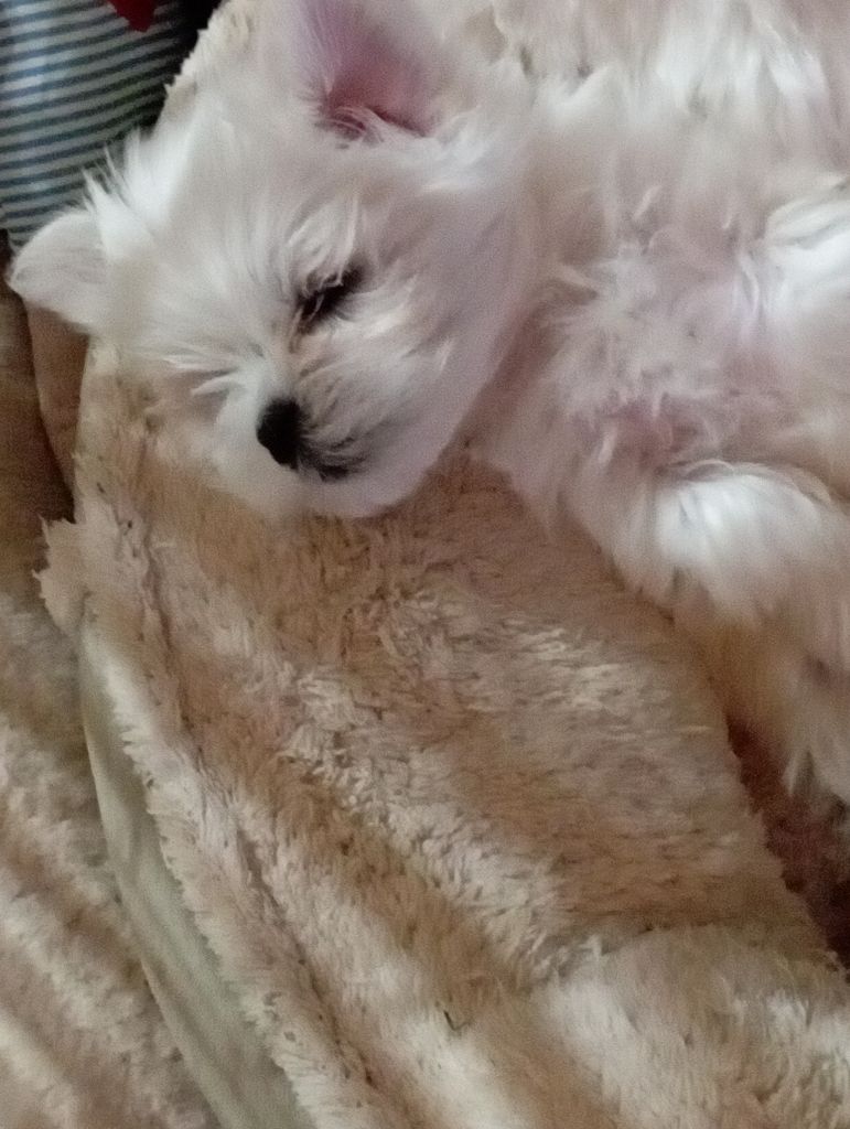 of Emines Garden - Chiots disponibles - Bichon maltais