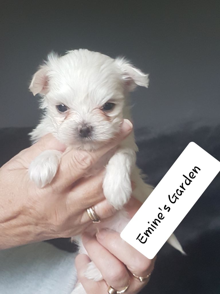 CHIOT