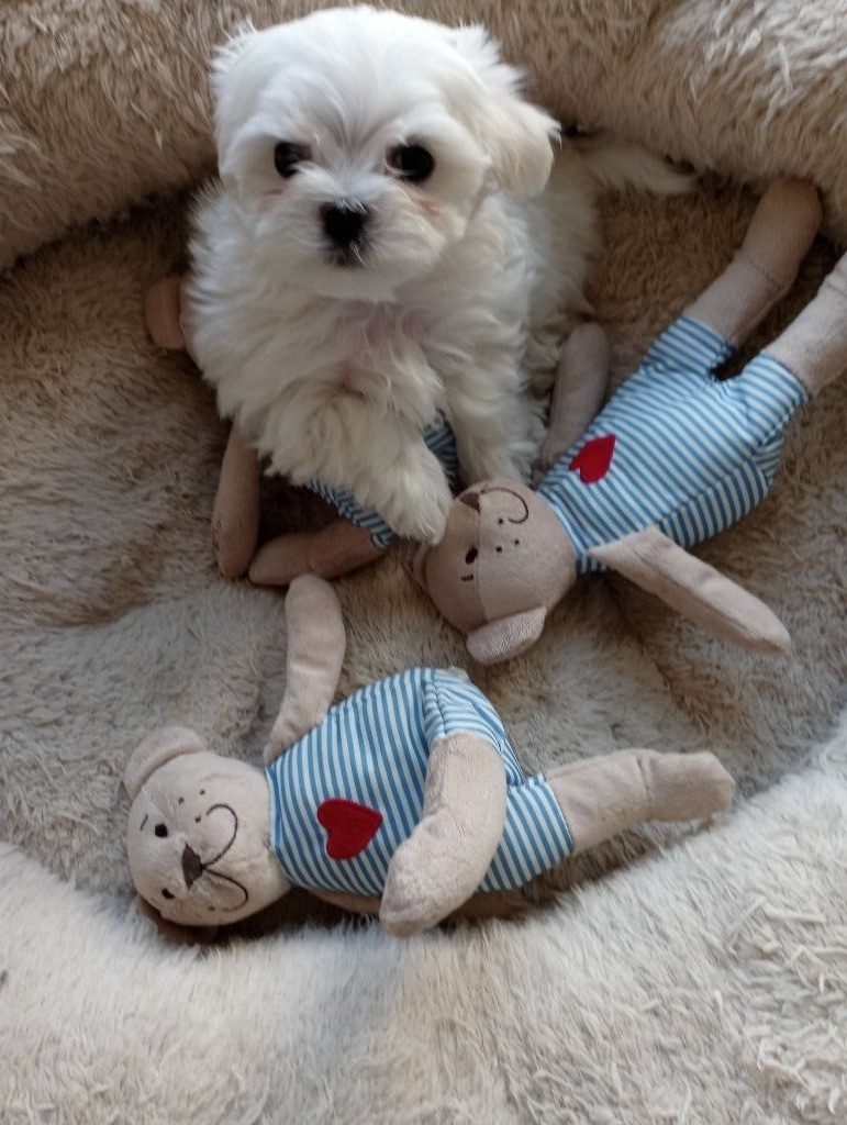 of Emines Garden - Chiots disponibles - Bichon maltais