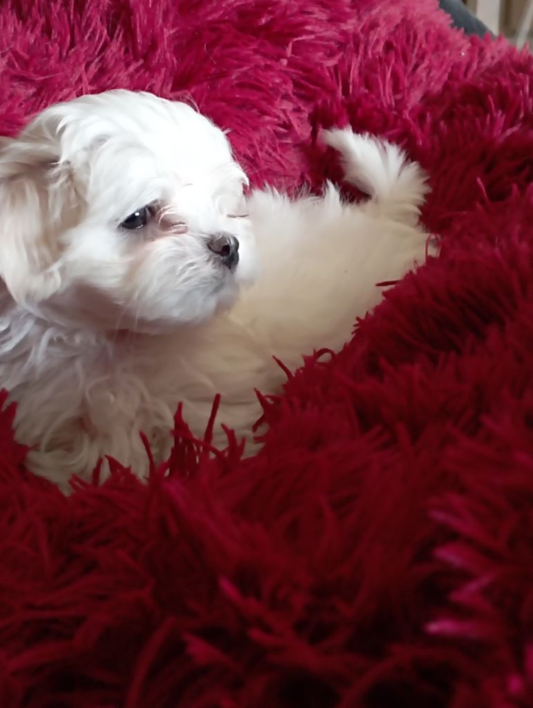 of Emines Garden - Chiots disponibles - Bichon maltais