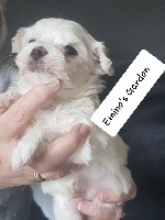 CHIOT