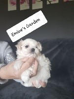 CHIOT