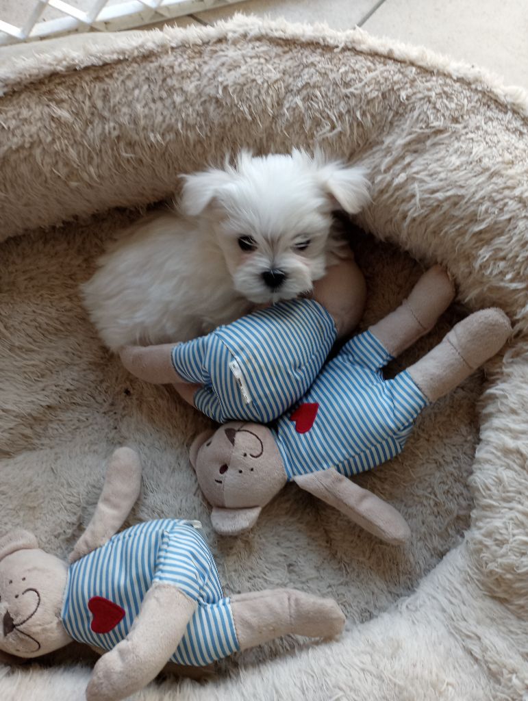 of Emines Garden - Chiots disponibles - Bichon maltais
