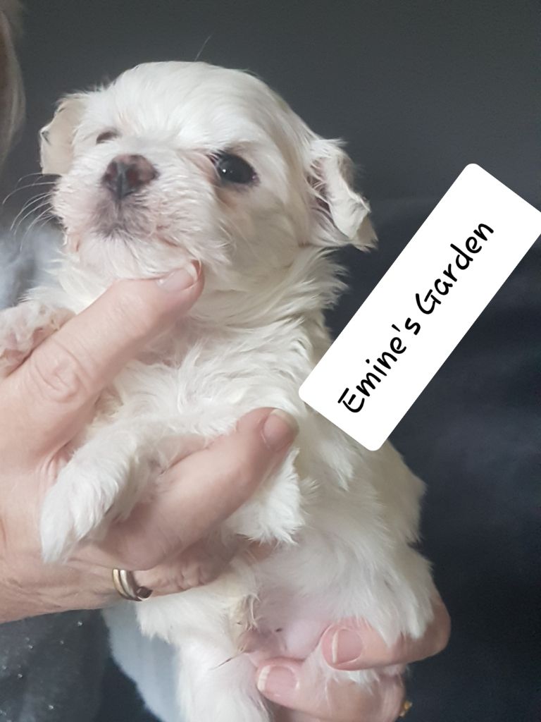 of Emines Garden - Chiots disponibles - Bichon maltais