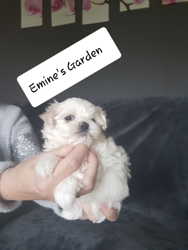 of Emines Garden - Chiots disponibles - Bichon maltais